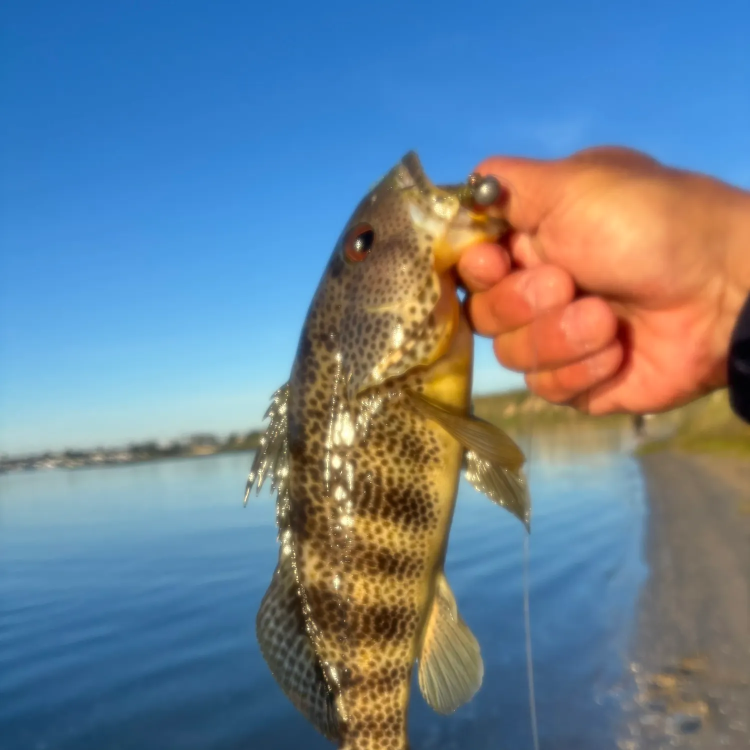 The most recent Spotted sand bass catches on Fishbrain