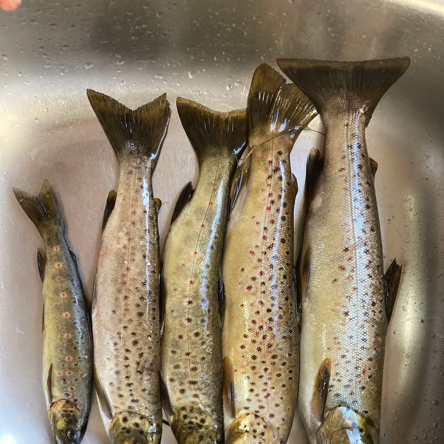 recently logged catches