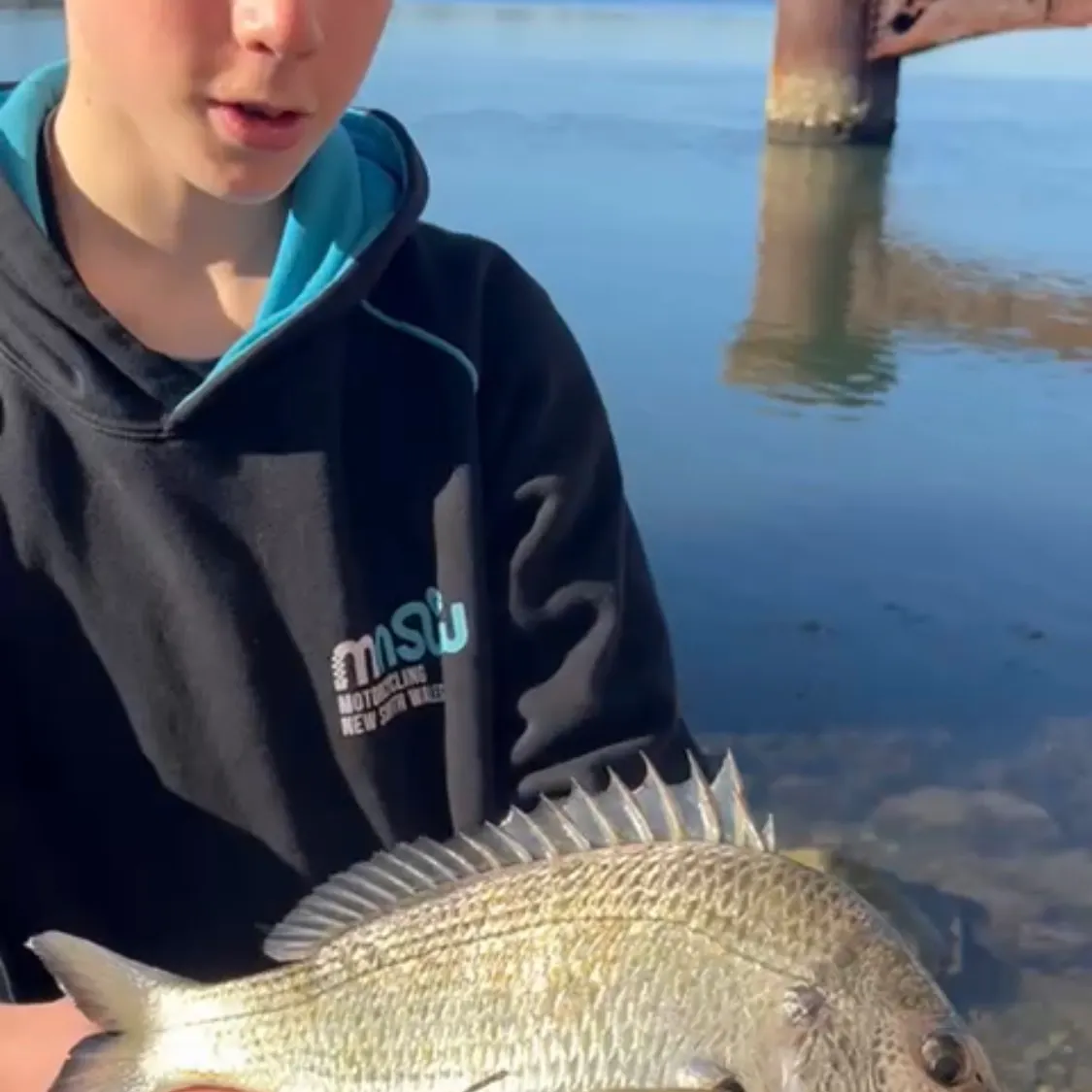 Surf bream caught on Fishbrain