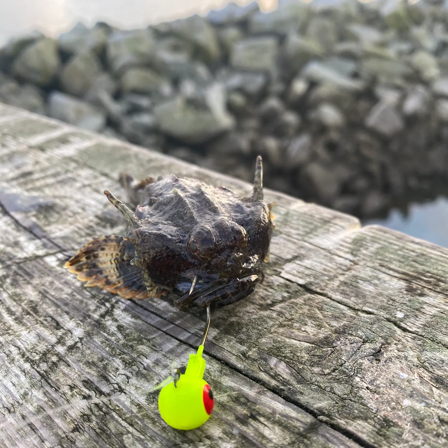 The most recent Buffalo sculpin catches on Fishbrain