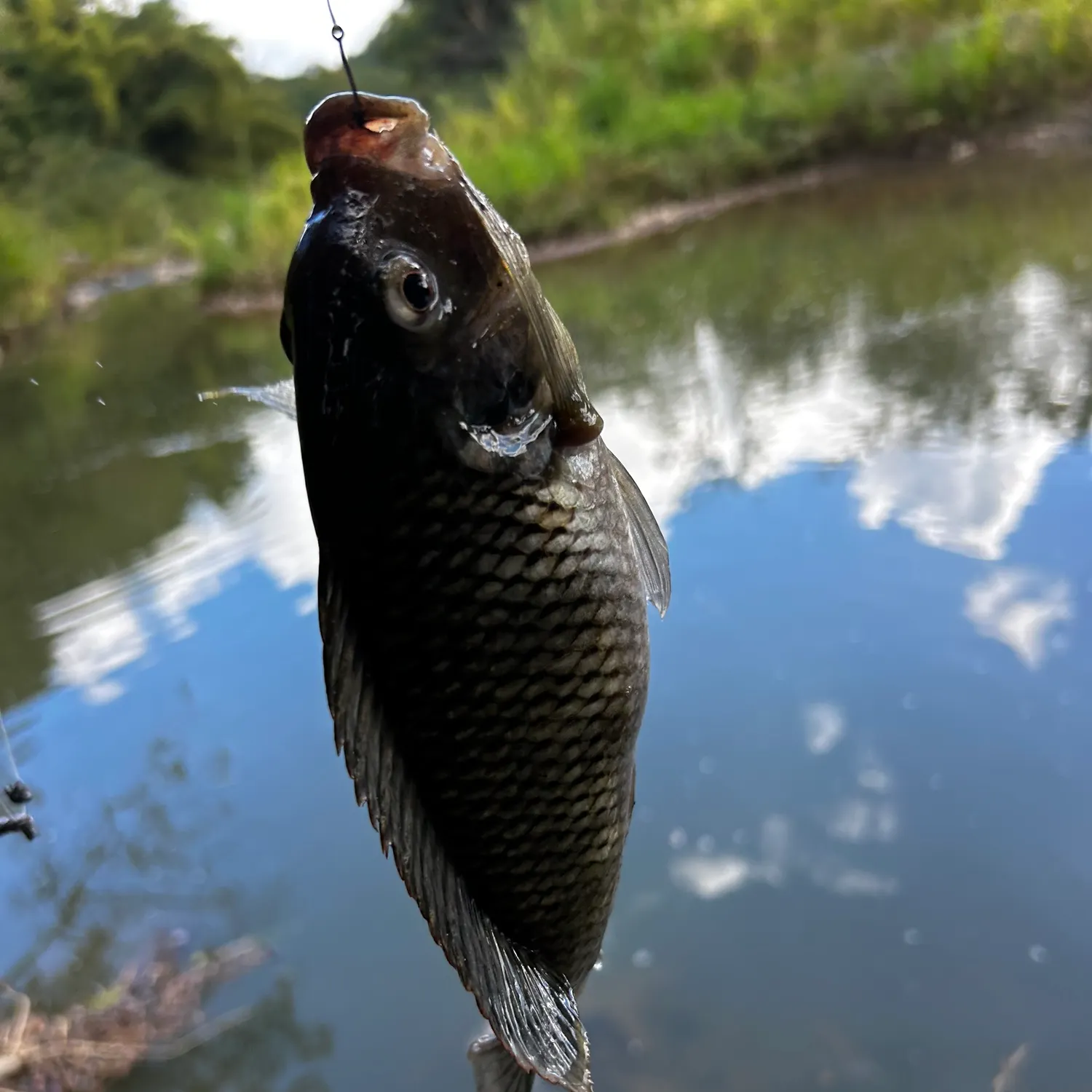 The most recent Nile tilapia catches on Fishbrain