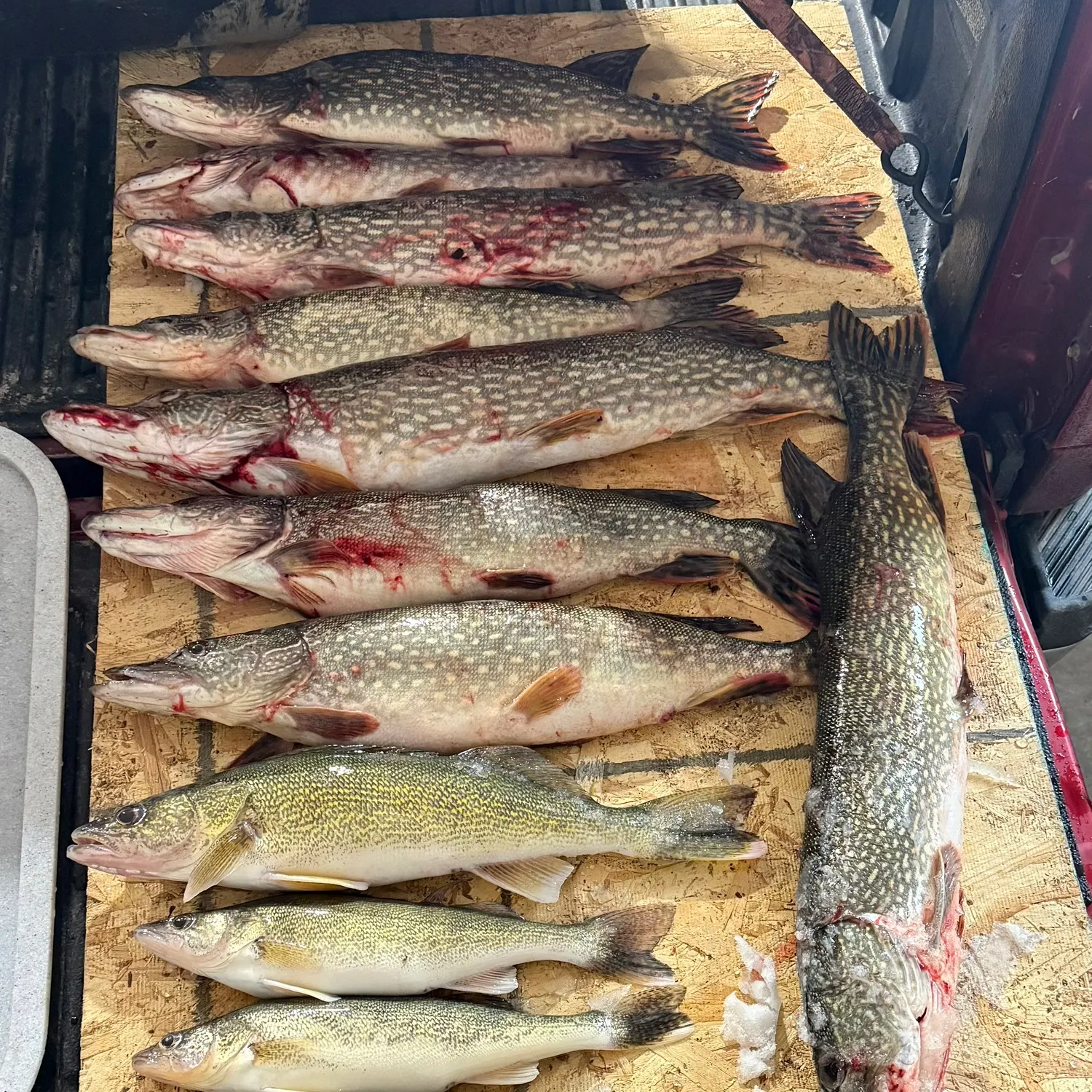 recently logged catches
