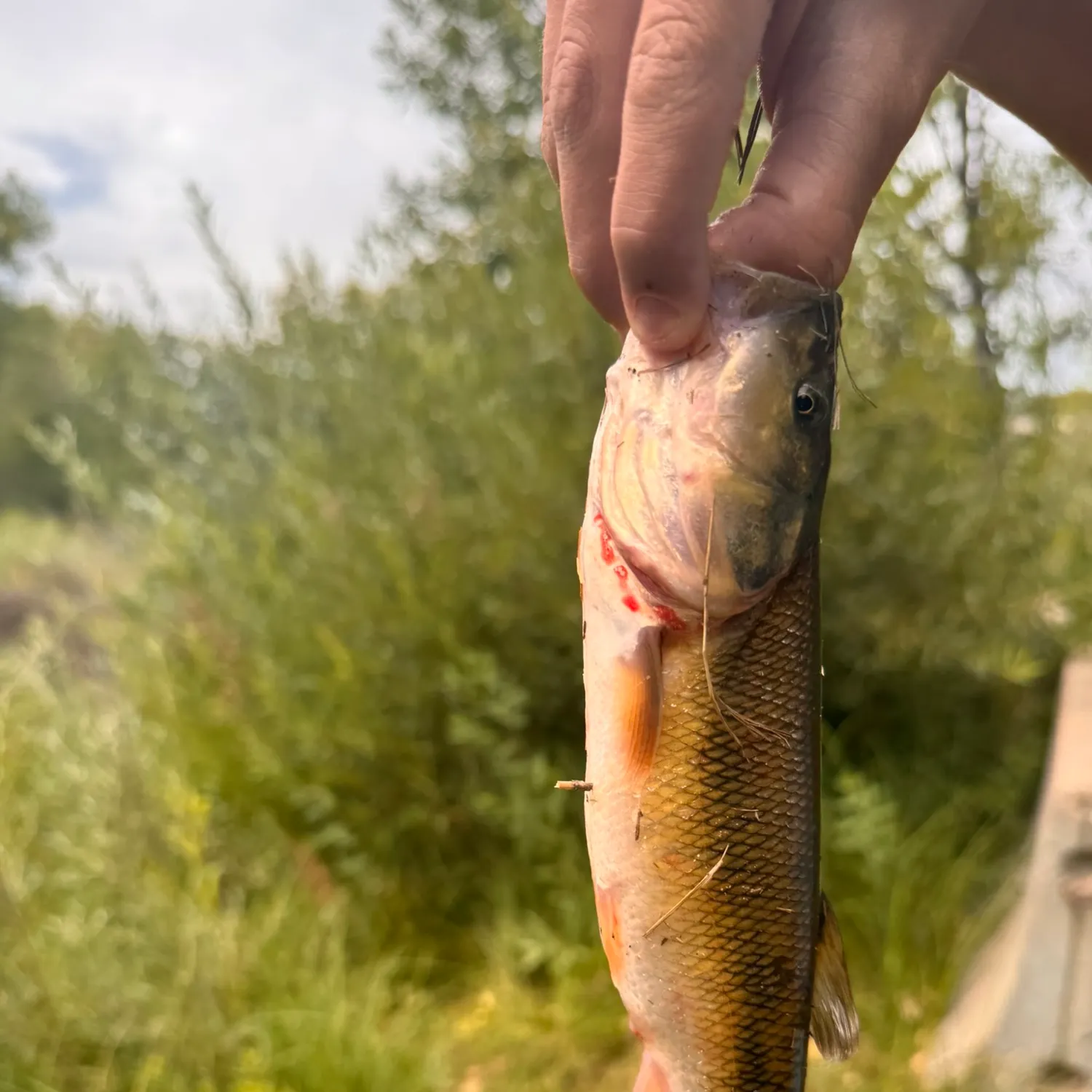 catch