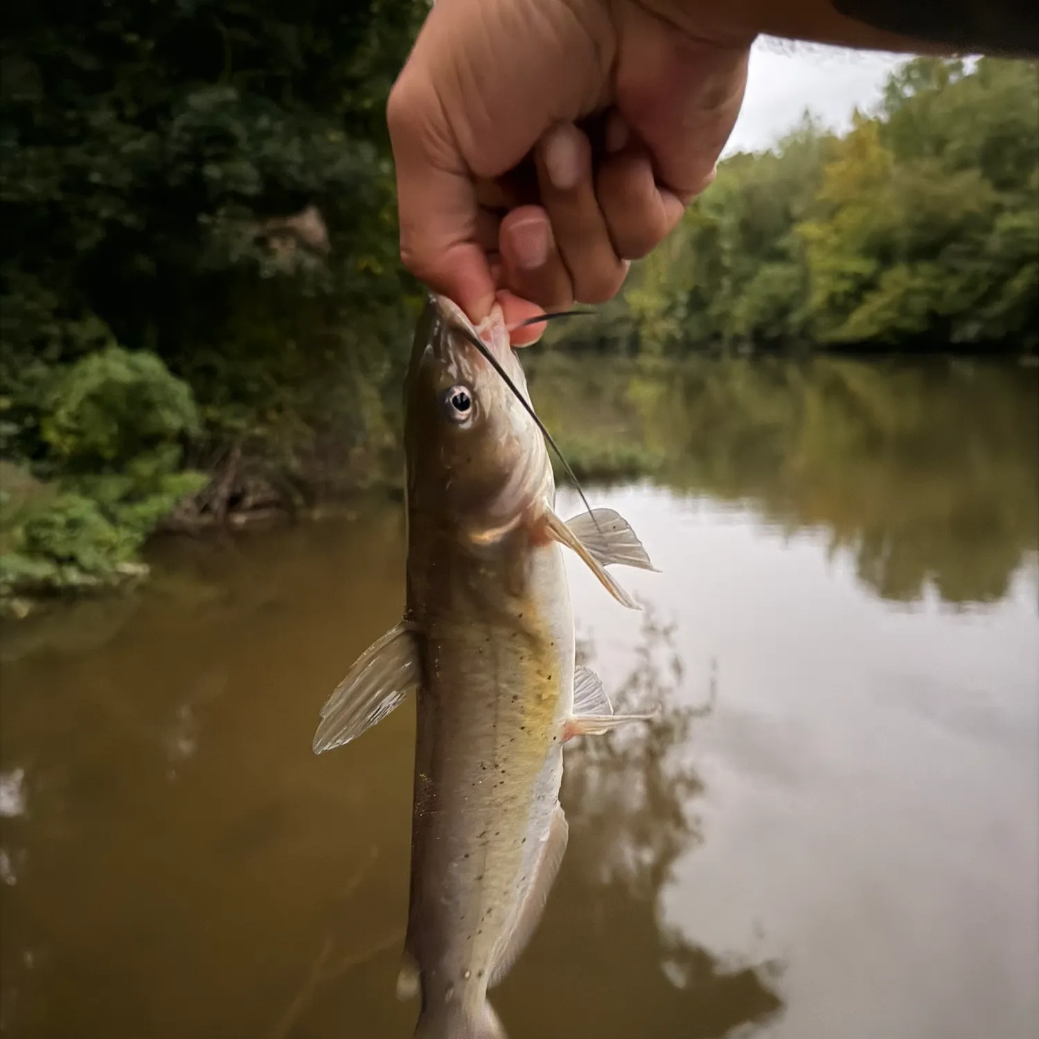 Channel catfish caught on Fishbrain