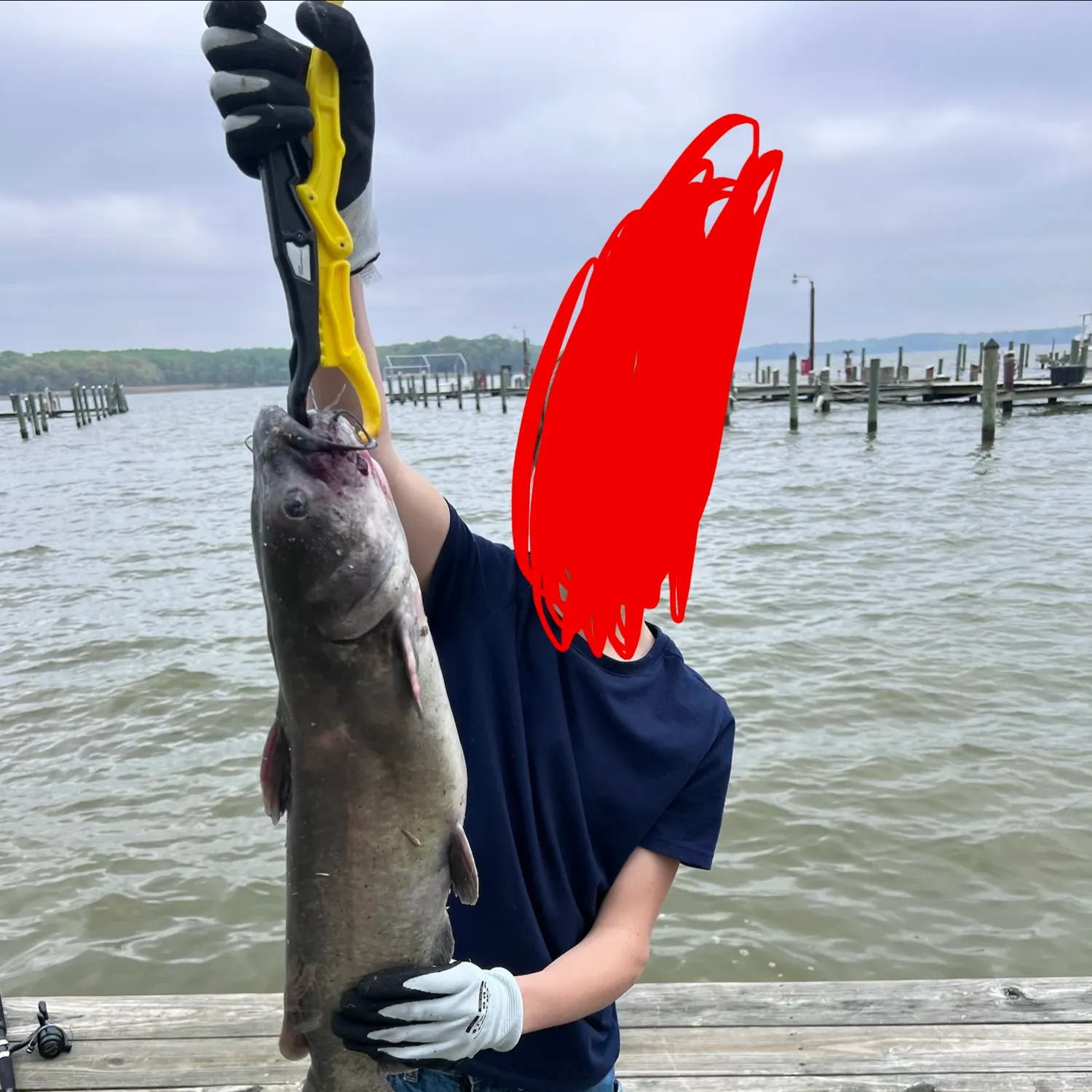 Channel catfish caught on Fishbrain