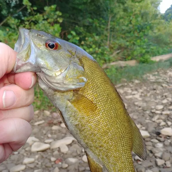 Smallmouth bass caught on Fishbrain