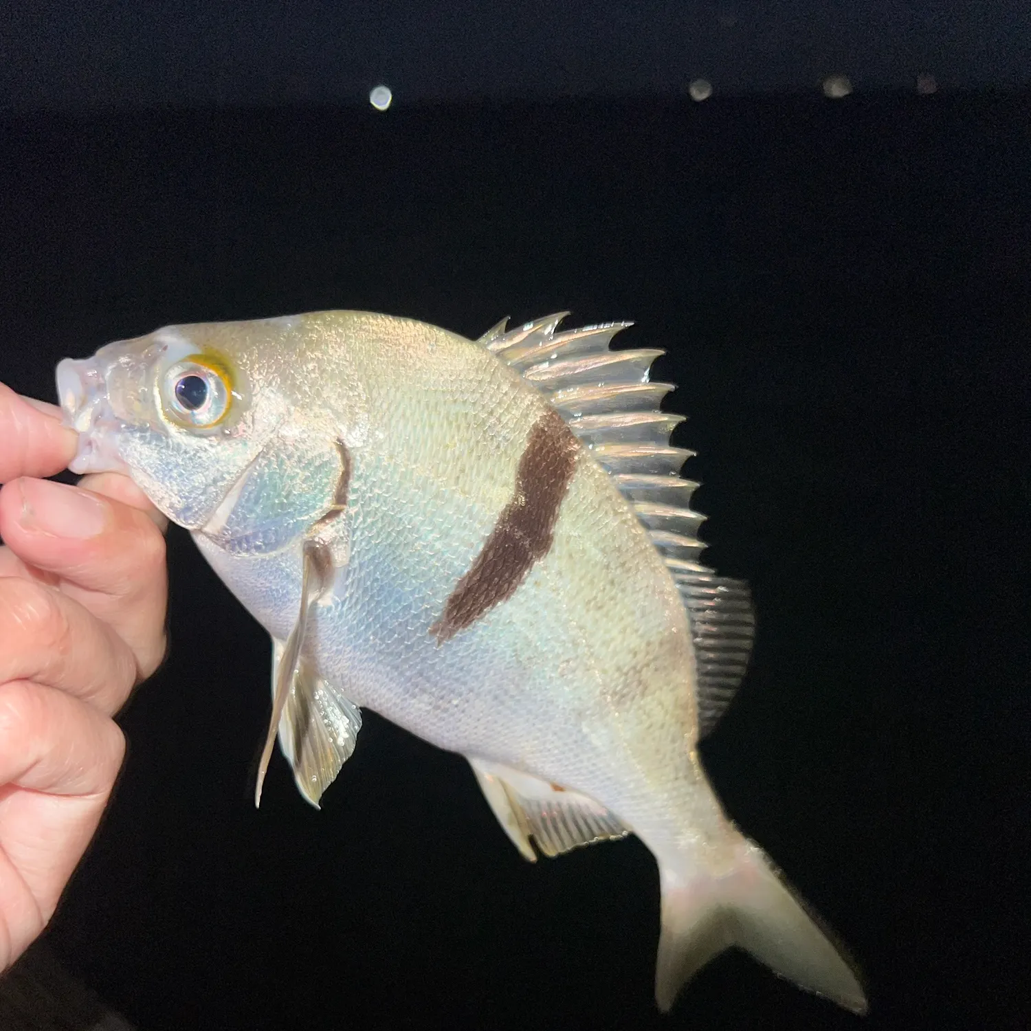 Sargo caught on Fishbrain
