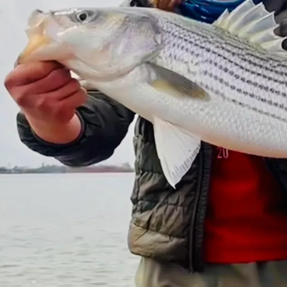 Striped bass caught on Fishbrain