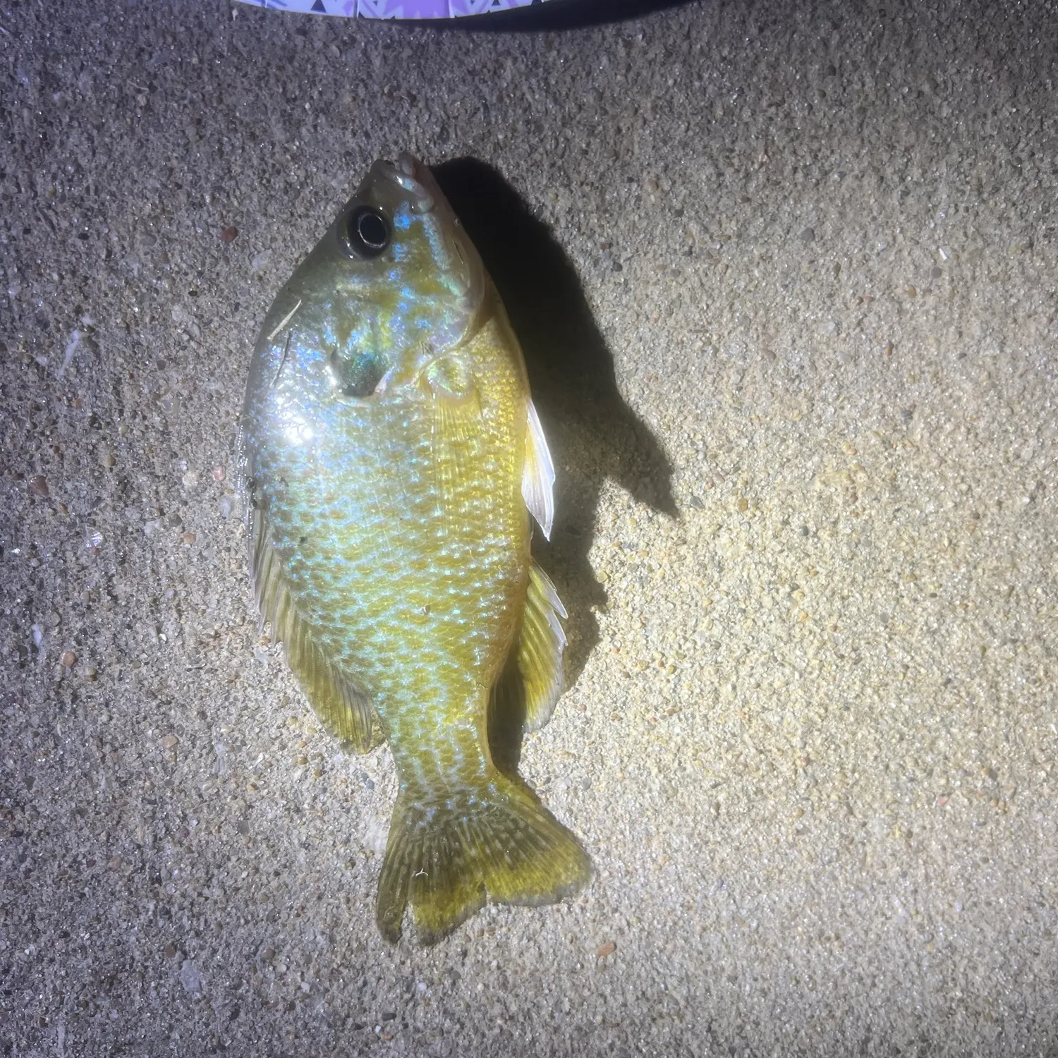 Greengill hybrid caught on Fishbrain