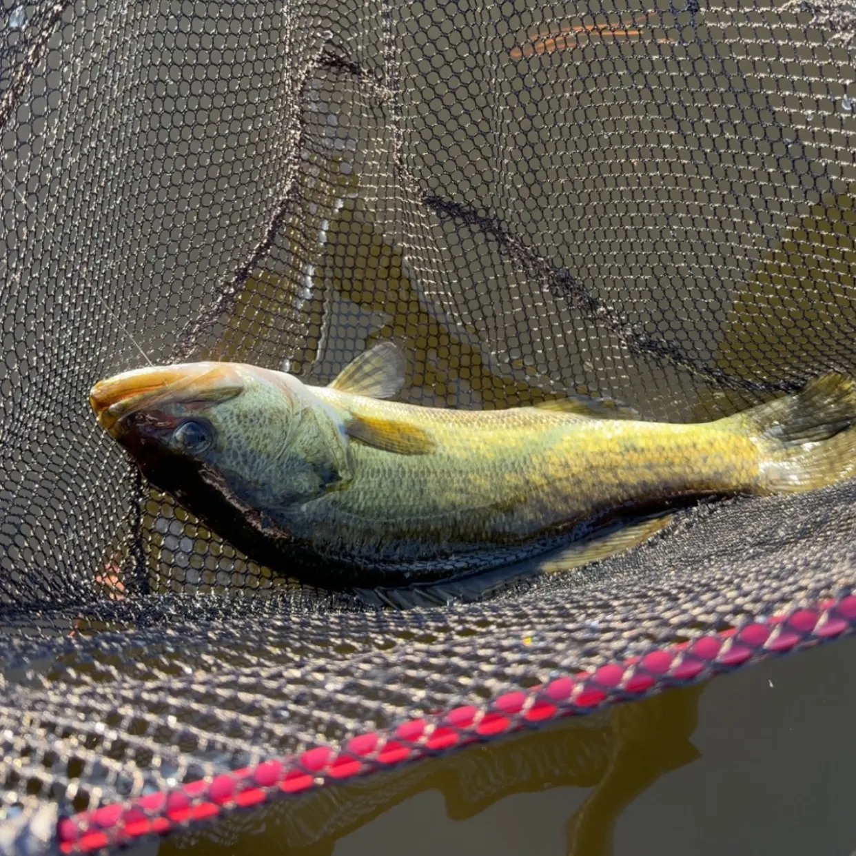 Fish caught on Fishbrain