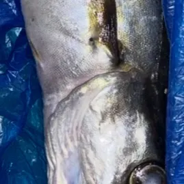 Pollack caught on Fishbrain