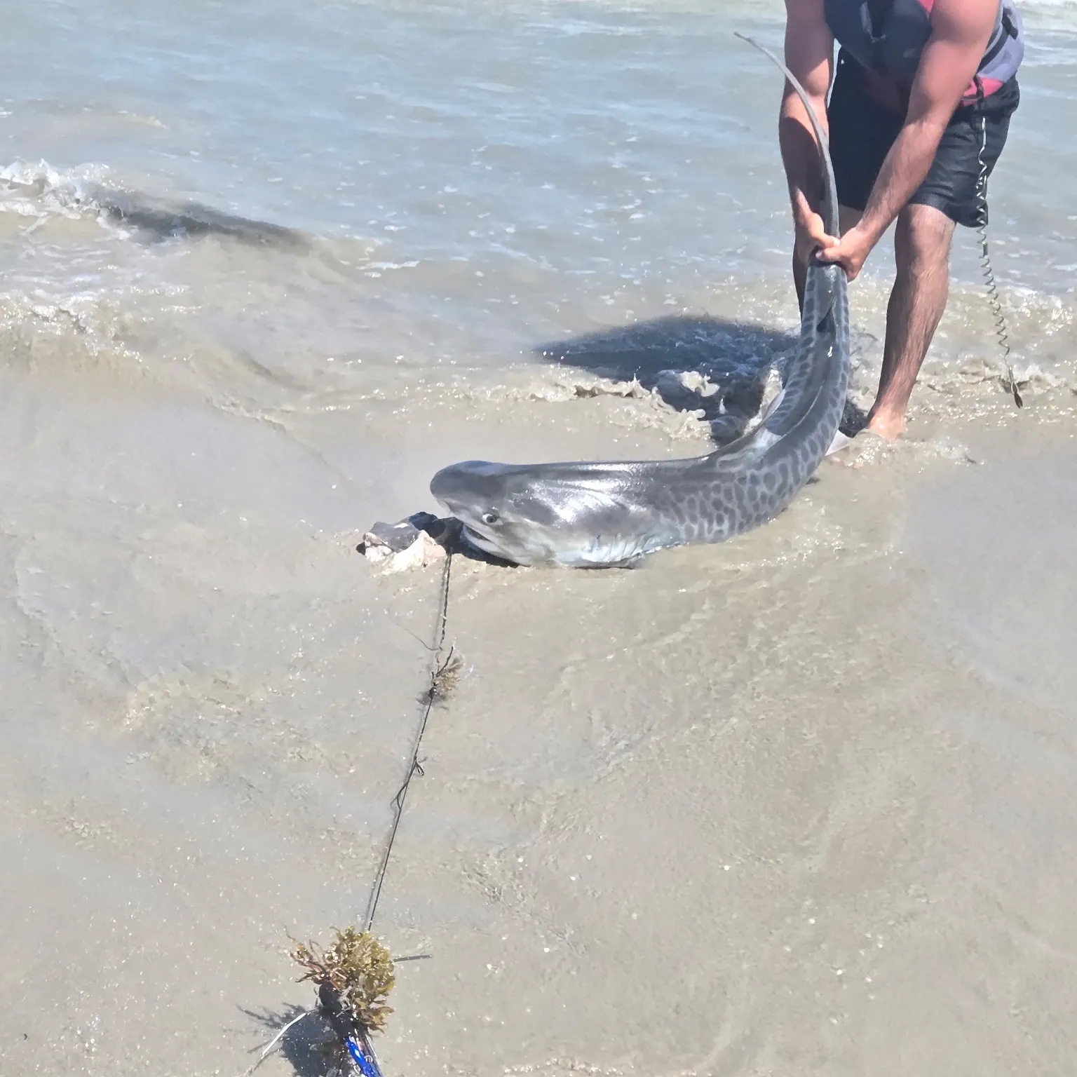 The most recent Tiger shark catches on Fishbrain