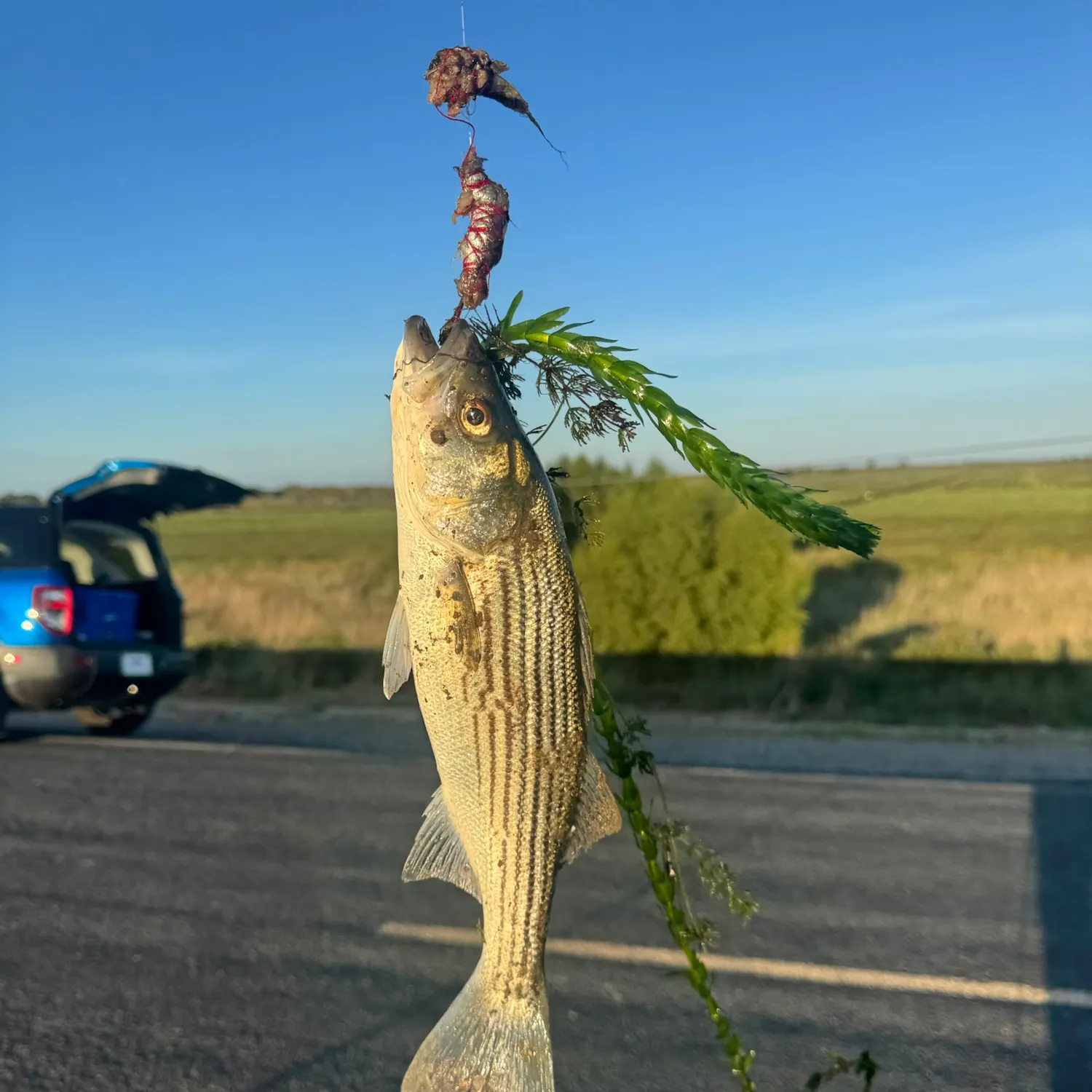 Striped bass caught on Fishbrain
