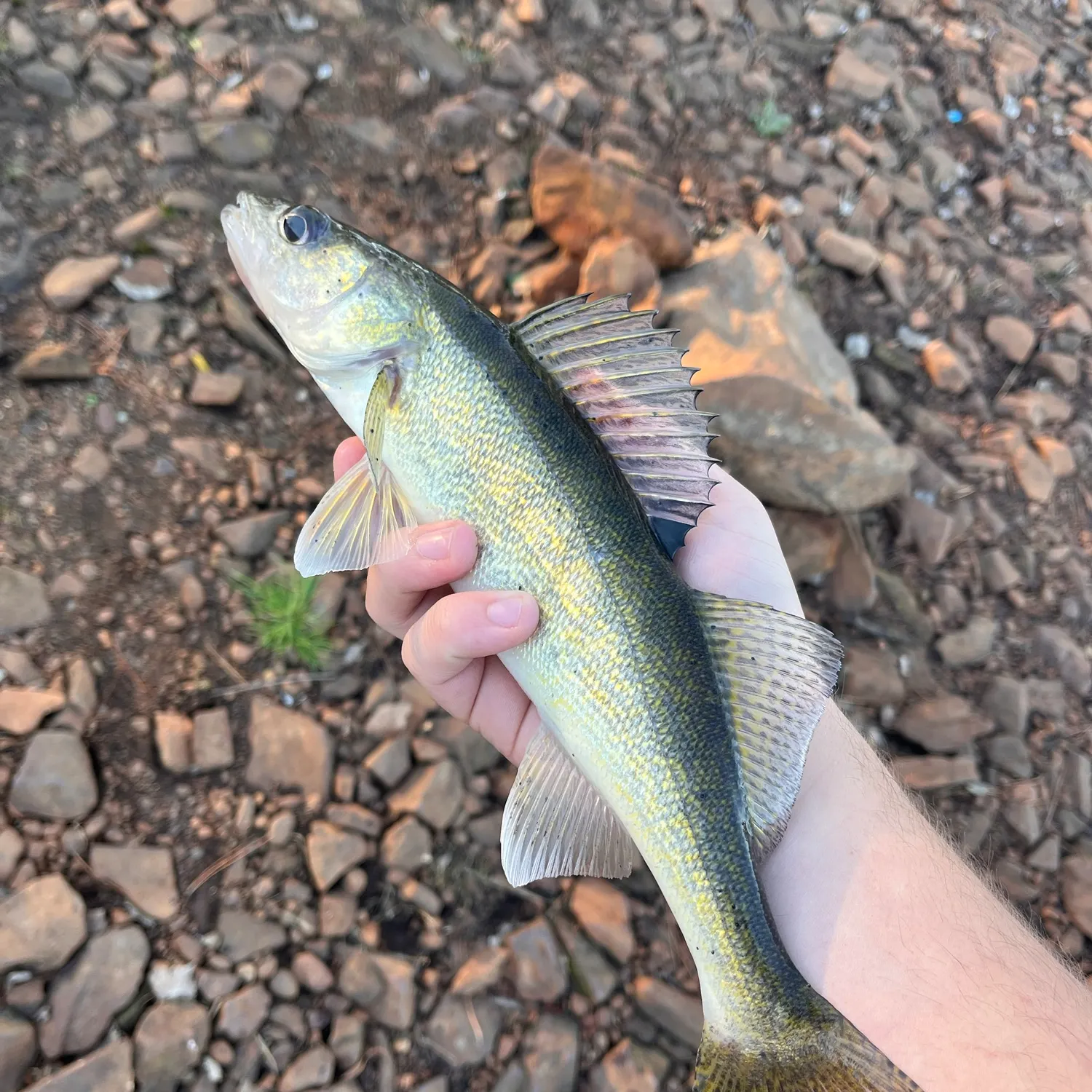 Walleye caught on Fishbrain