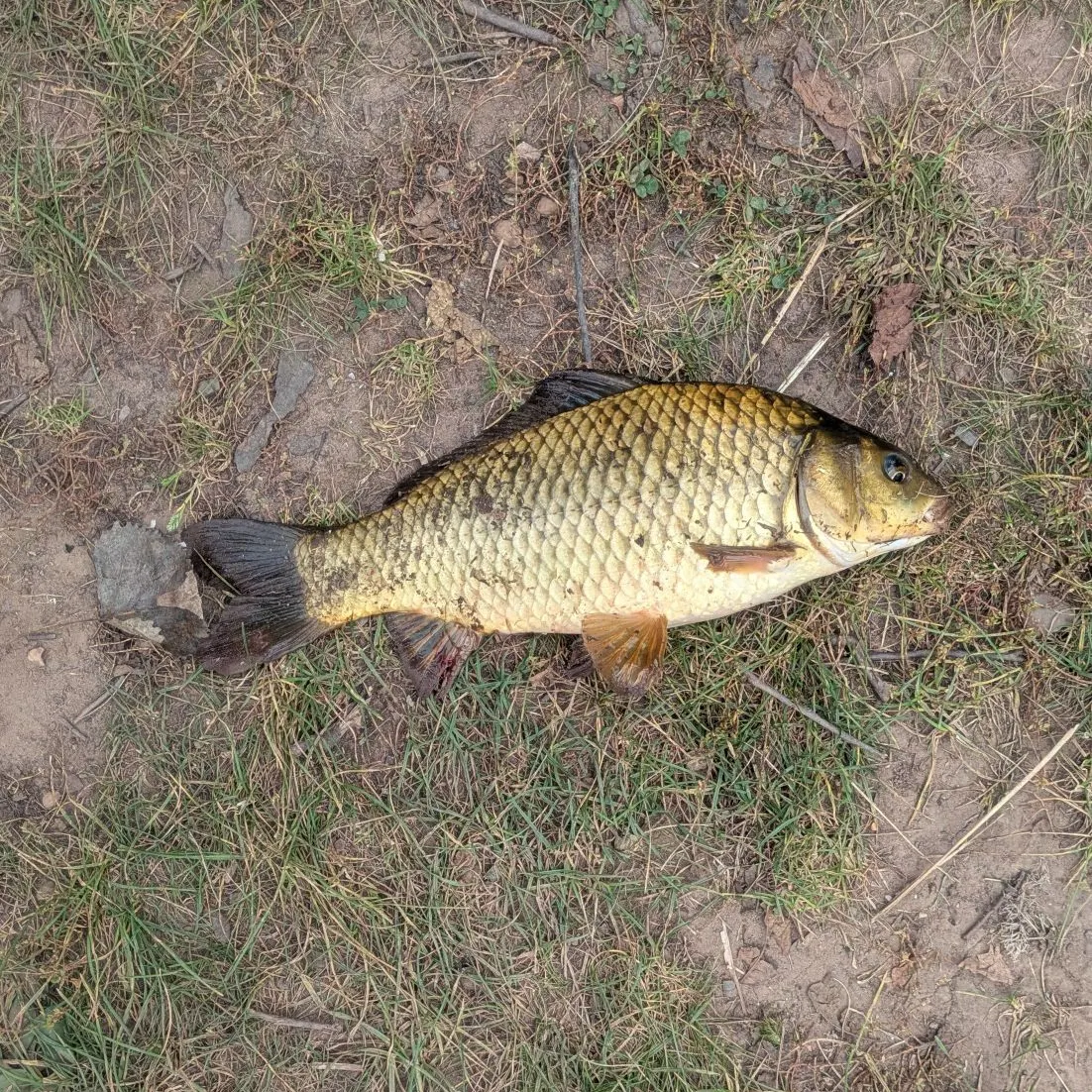 Crucian carp caught on Fishbrain