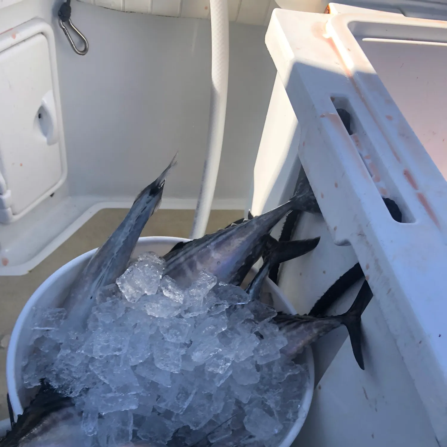 The most recent Eastern Pacific bonito catches on Fishbrain