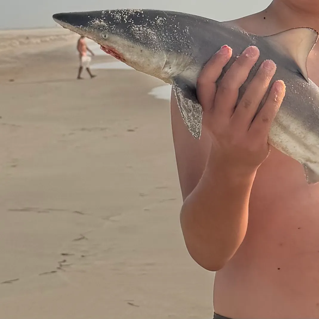 The most recent Spinner shark catches on Fishbrain