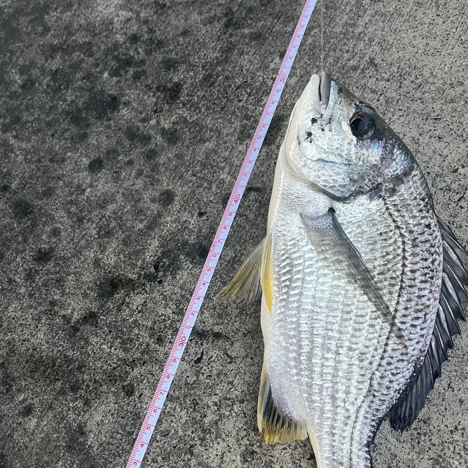 The most recent Surf bream catches on Fishbrain