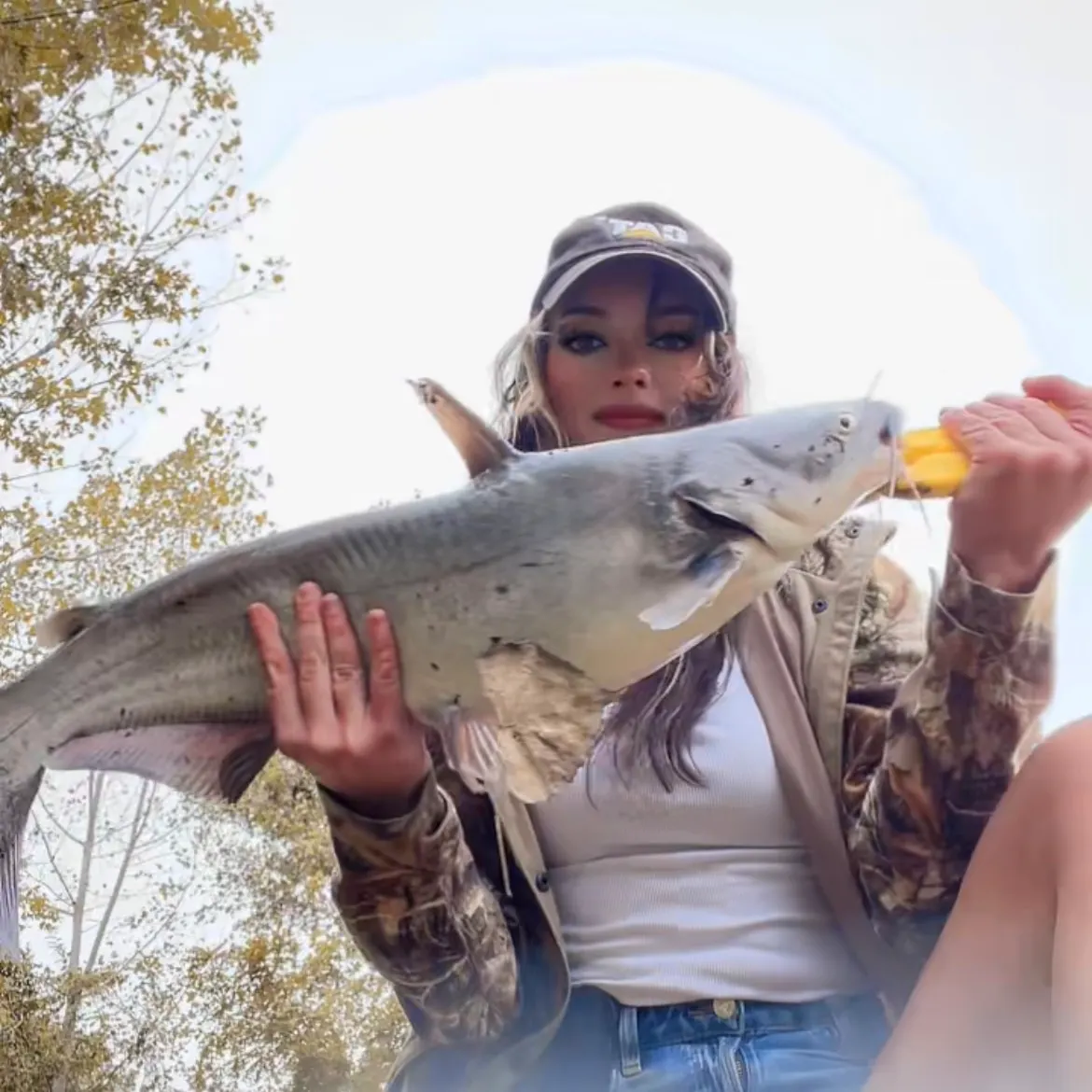 Blue catfish caught on Fishbrain