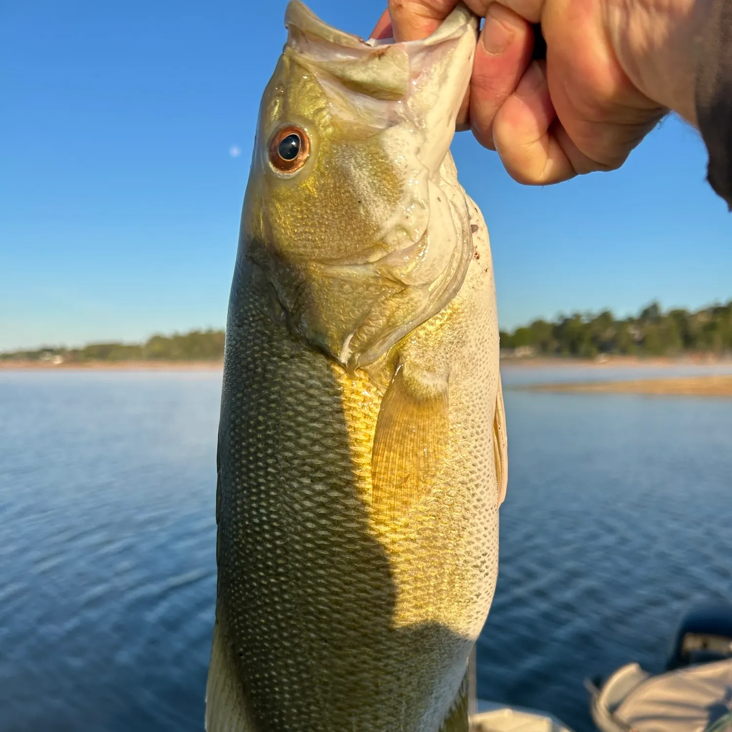 Smallmouth bass caught on Fishbrain