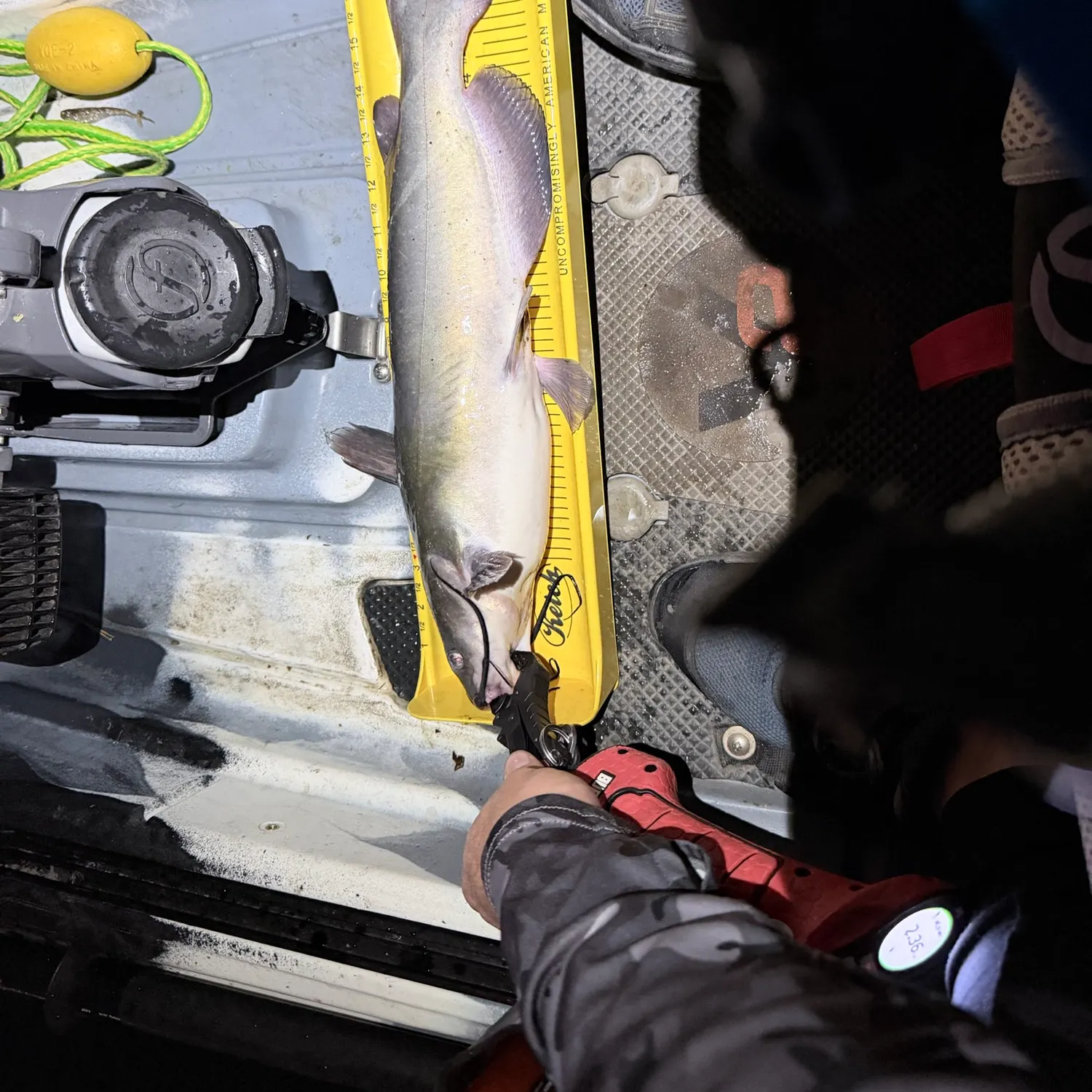 Channel catfish caught on Fishbrain