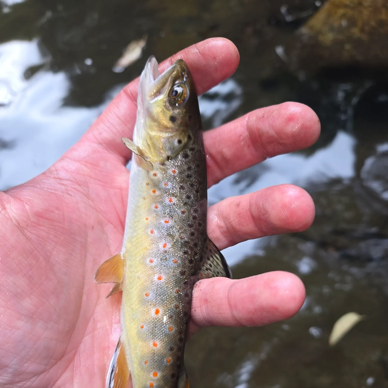 Brown trout caught on Fishbrain