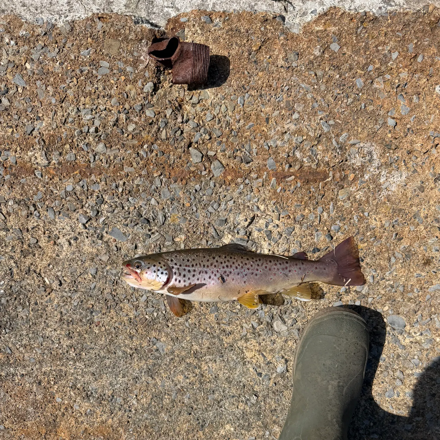 The most recent Sea trout catches on Fishbrain