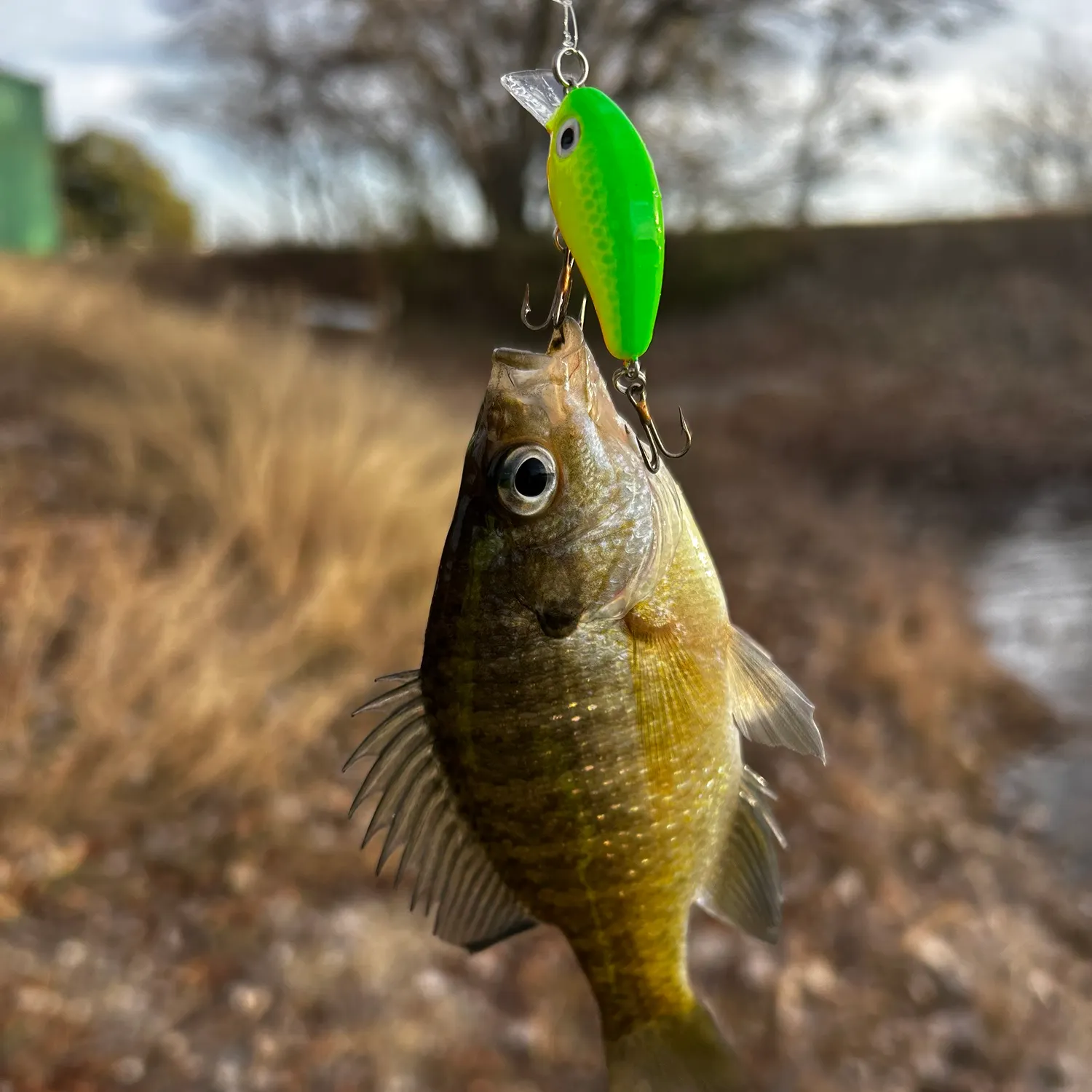 The most recent Bluegill catches on Fishbrain