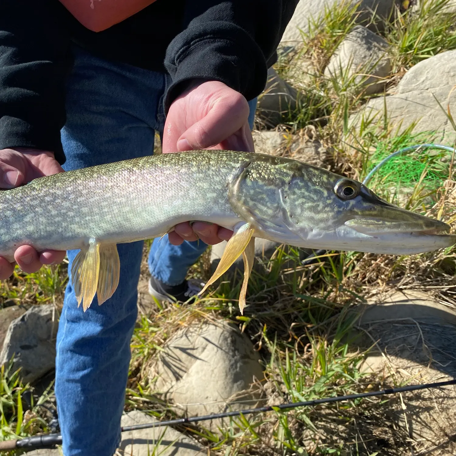 Northern pike caught on Fishbrain