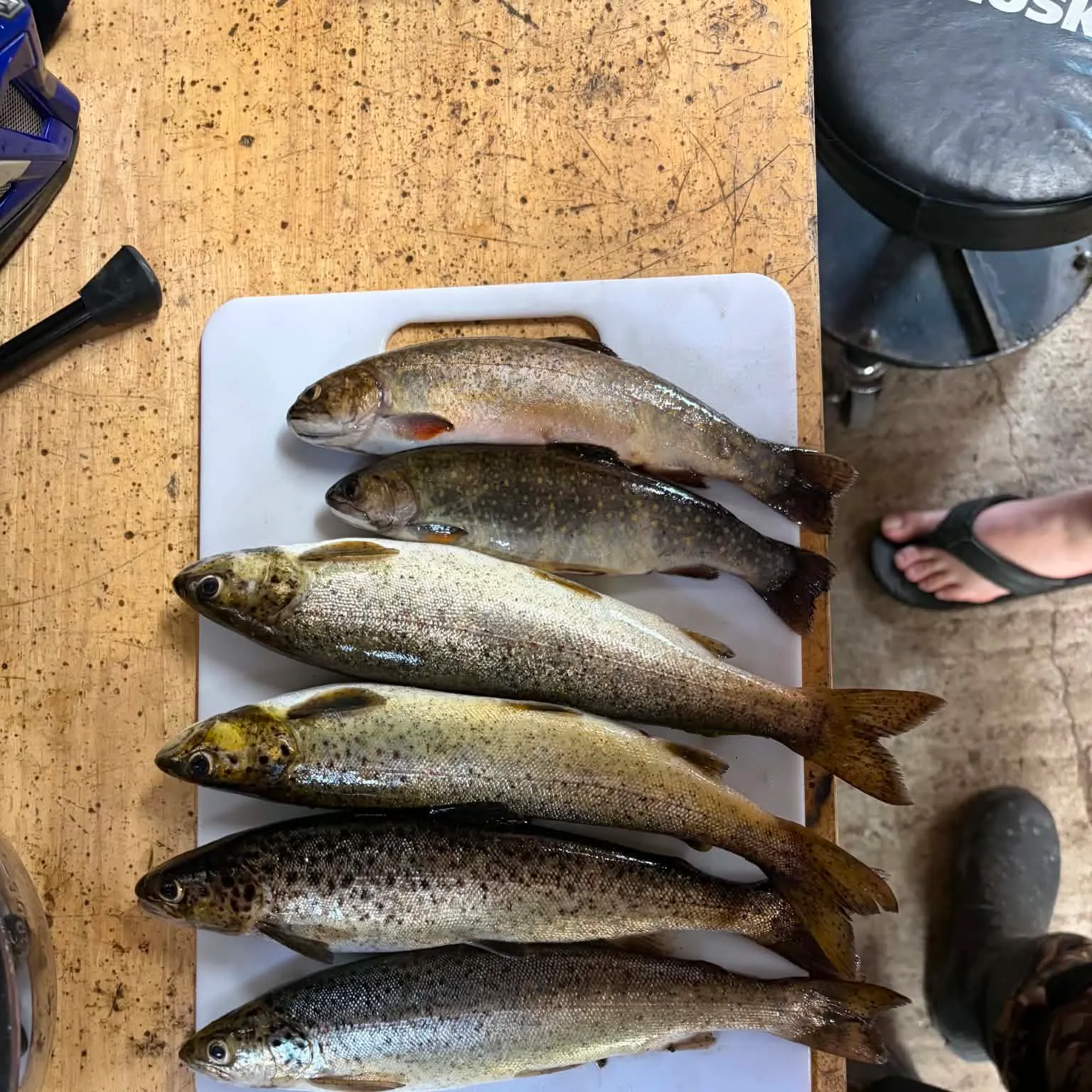 recently logged catches
