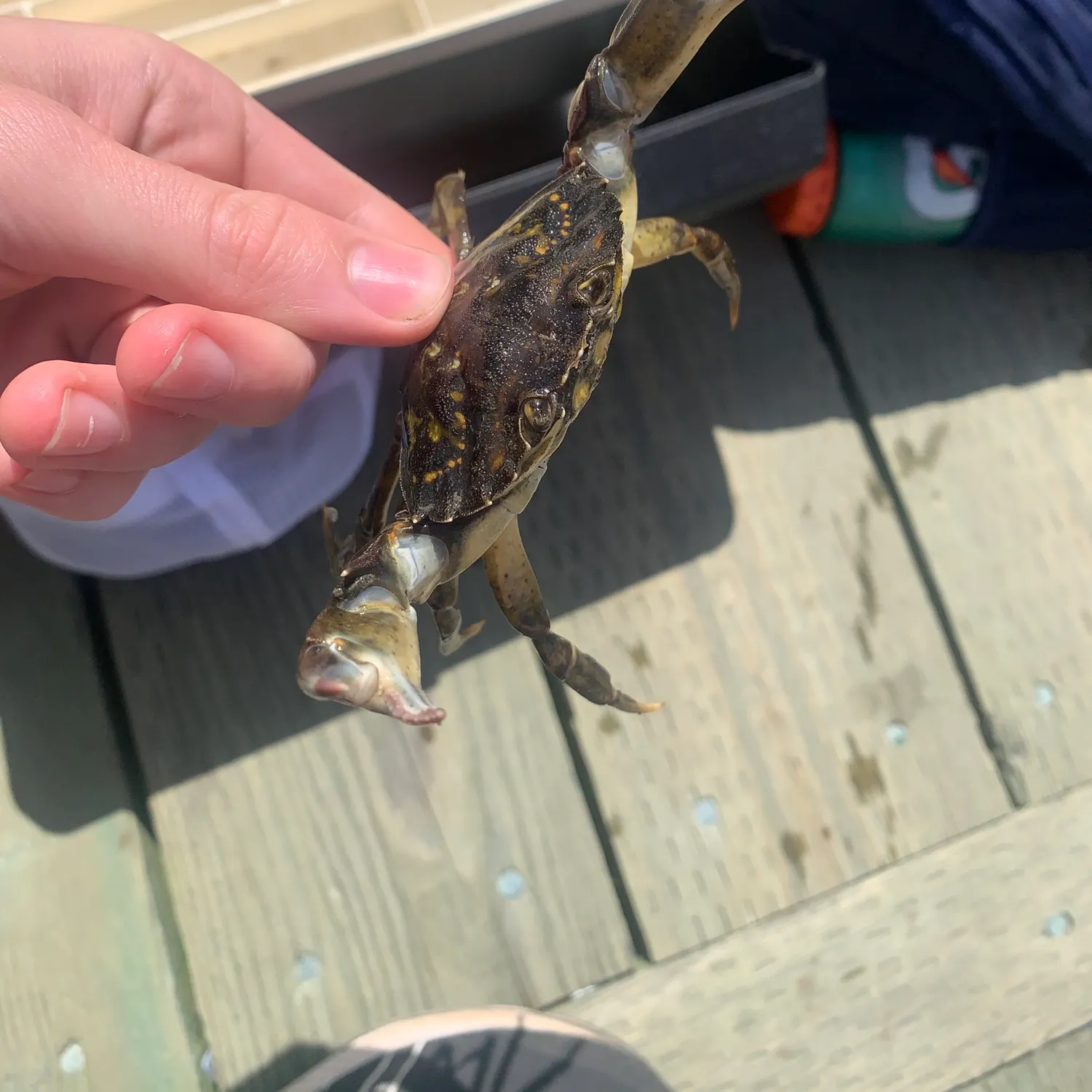The most recent Jonah crab catches on Fishbrain