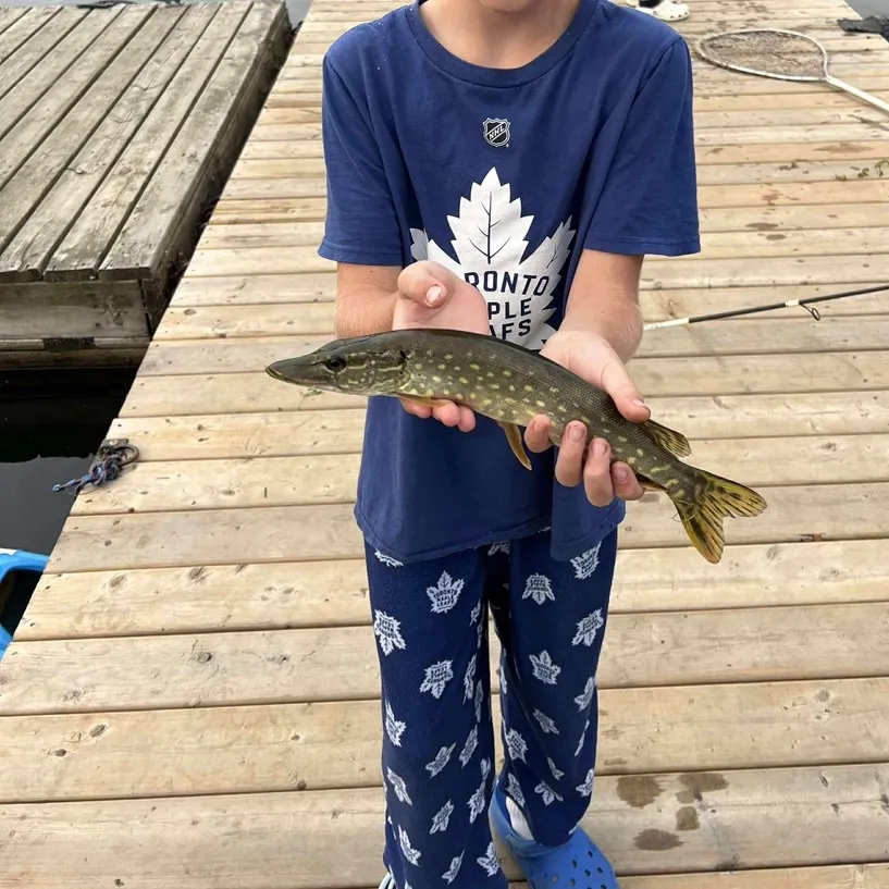 Northern pike caught on Fishbrain