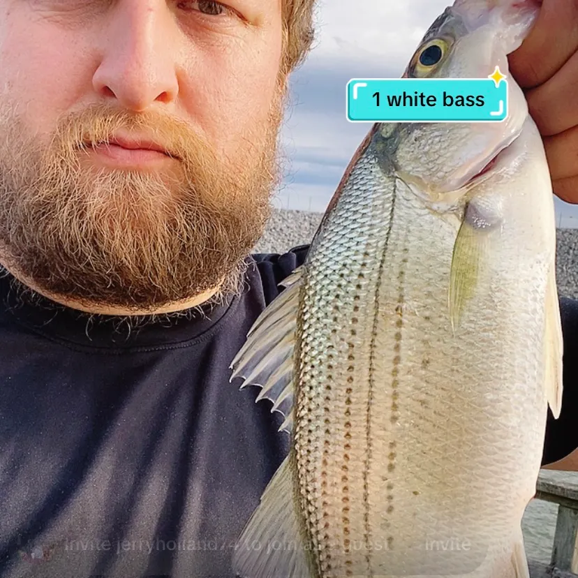 The most recent White bass catches on Fishbrain