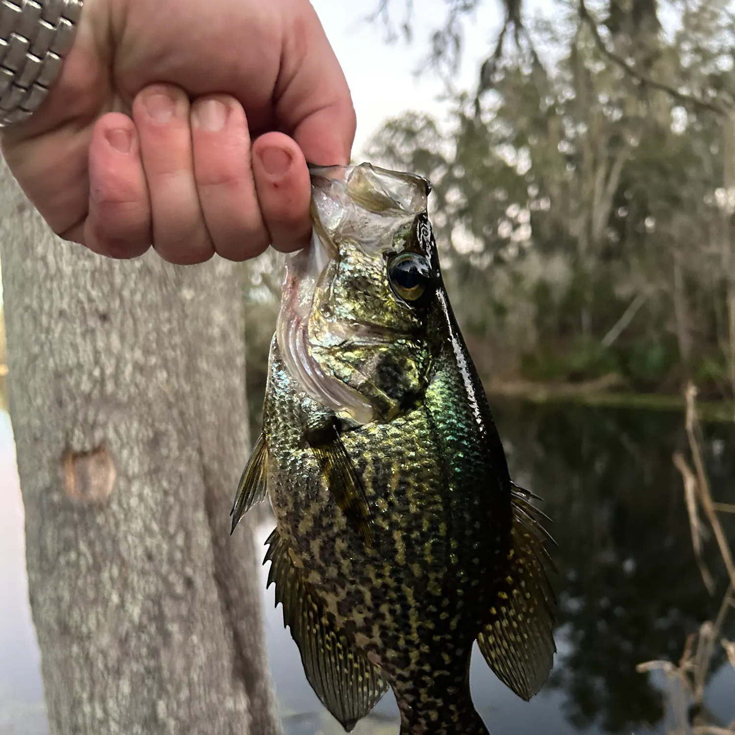 The most recent Black crappie catches on Fishbrain