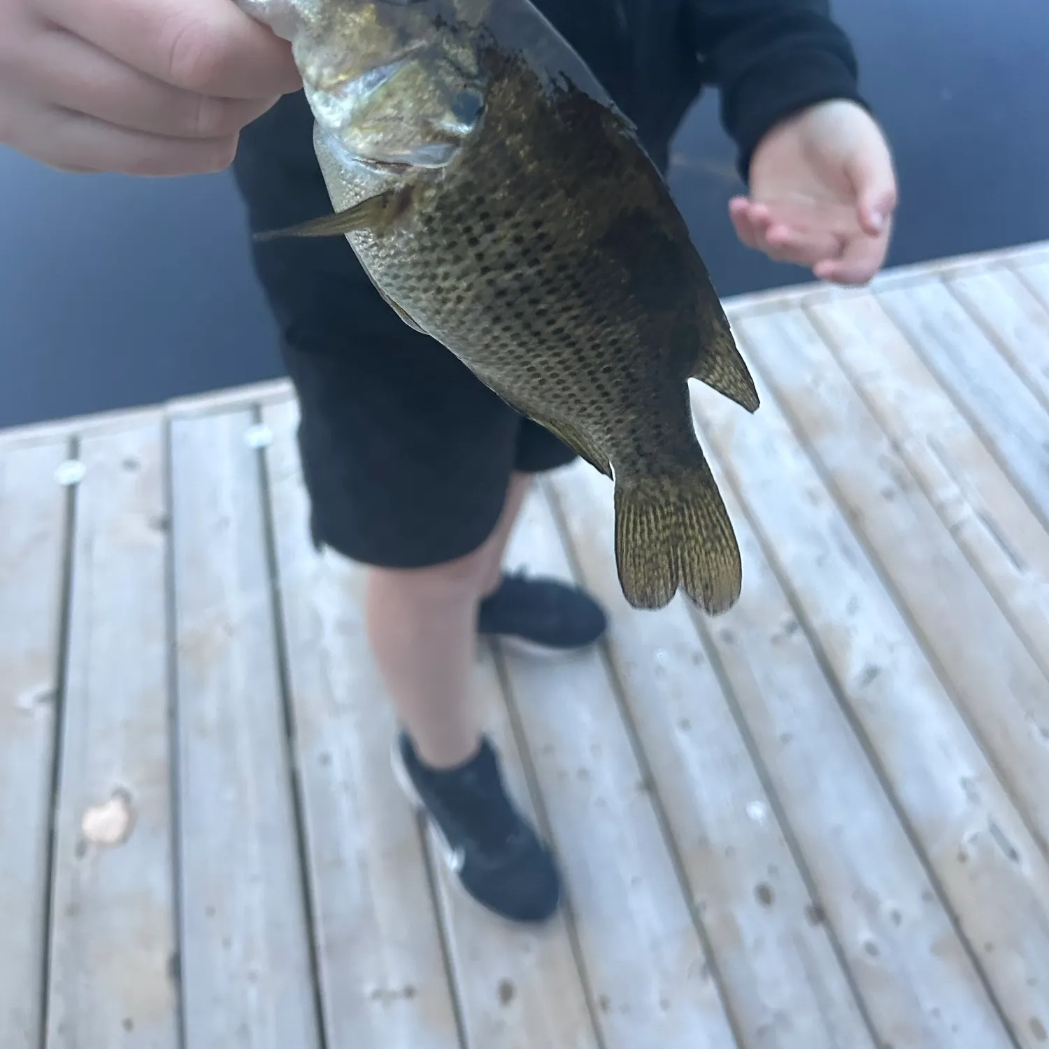 Fish caught on Fishbrain