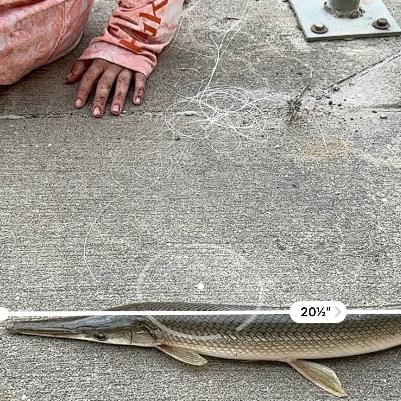 recently logged catches