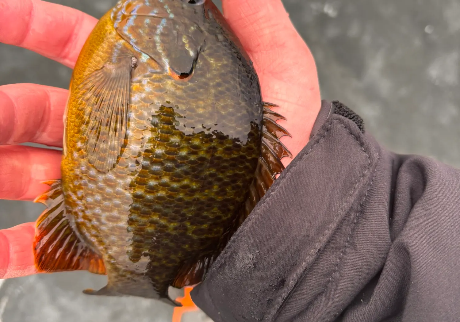 Pumpkinseed x Green sunfish