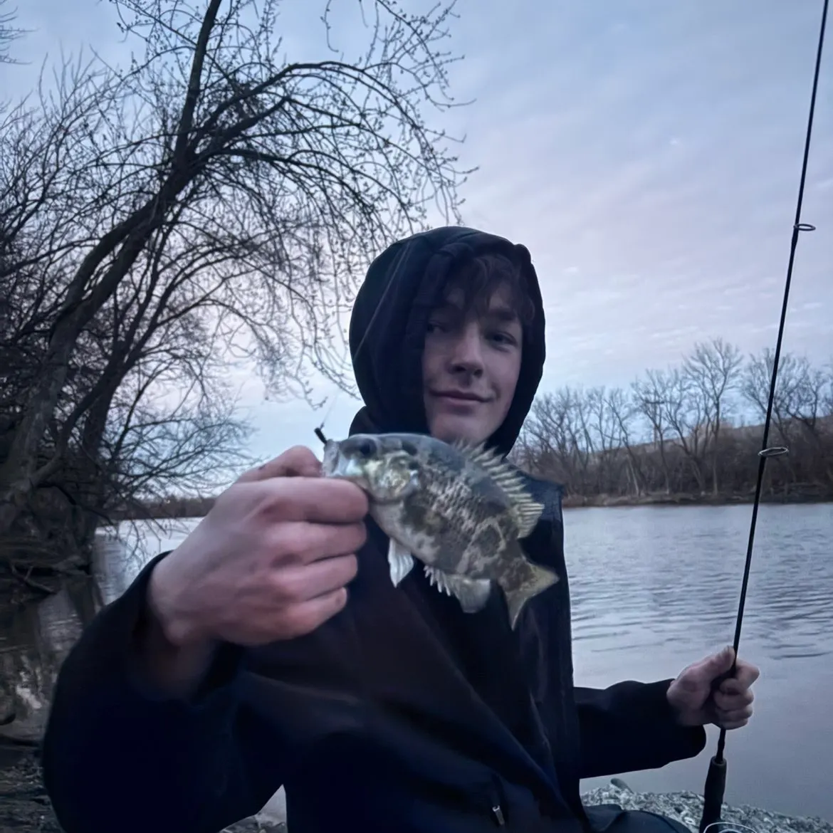 The most recent Round goby catches on Fishbrain