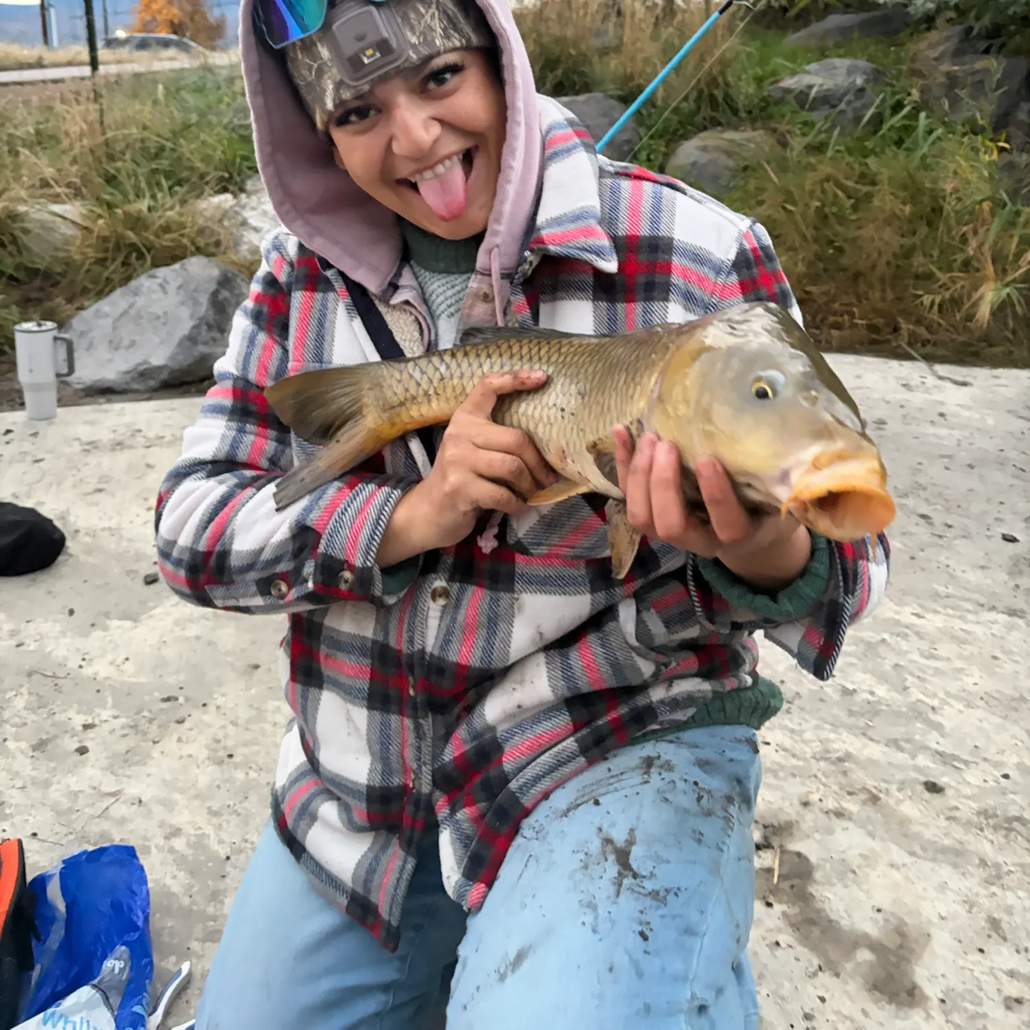 Common carp caught on Fishbrain
