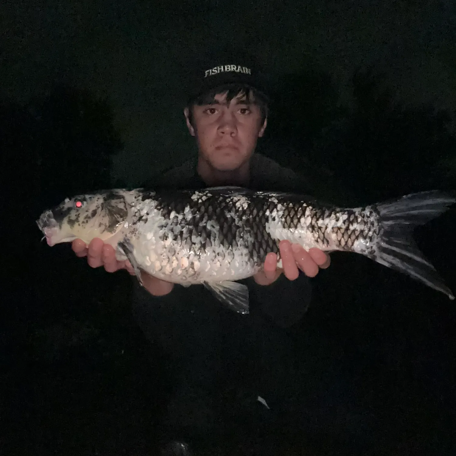 The most recent Koi carp catches on Fishbrain