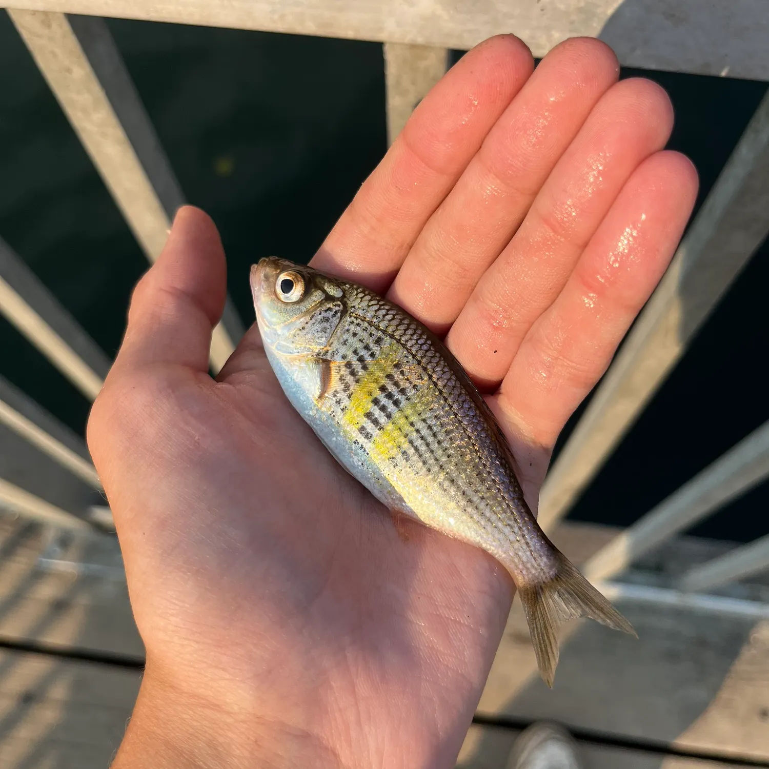 Shiner perch caught on Fishbrain