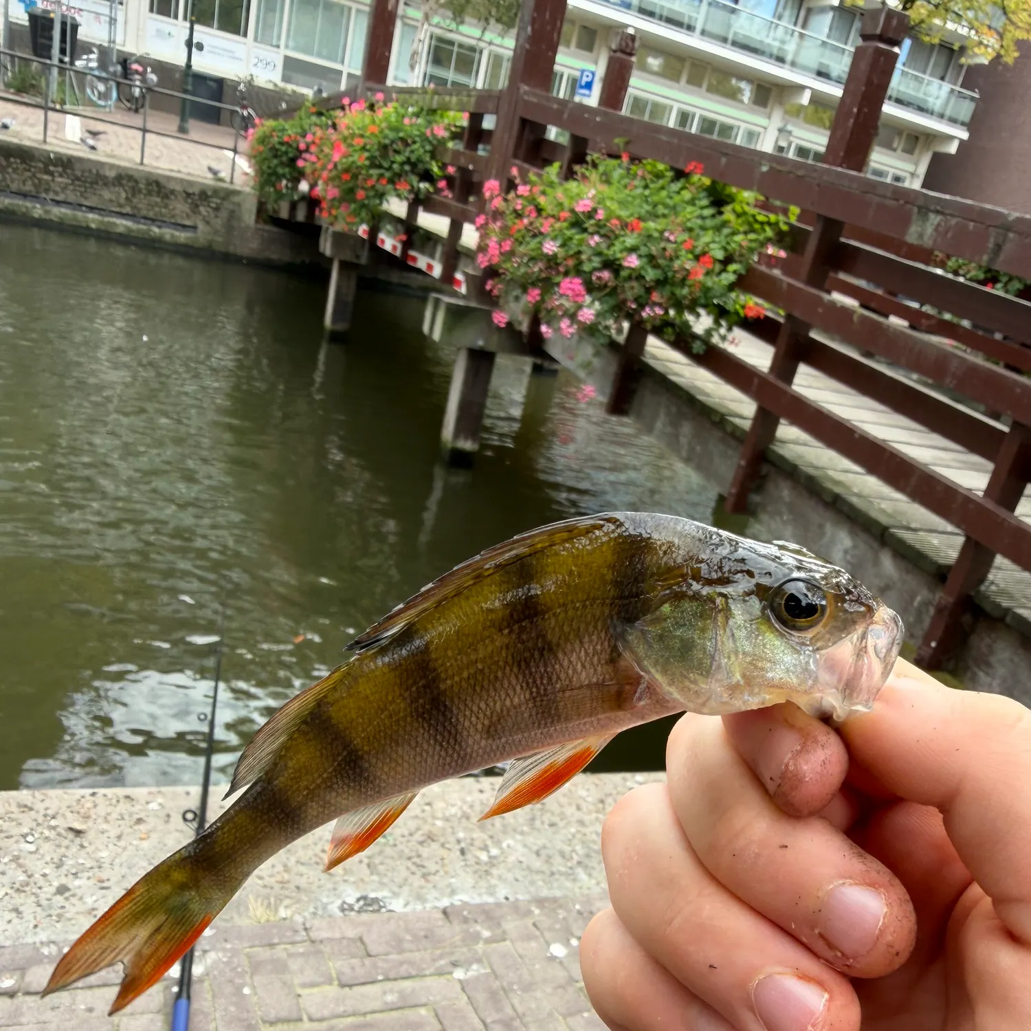 European perch caught on Fishbrain