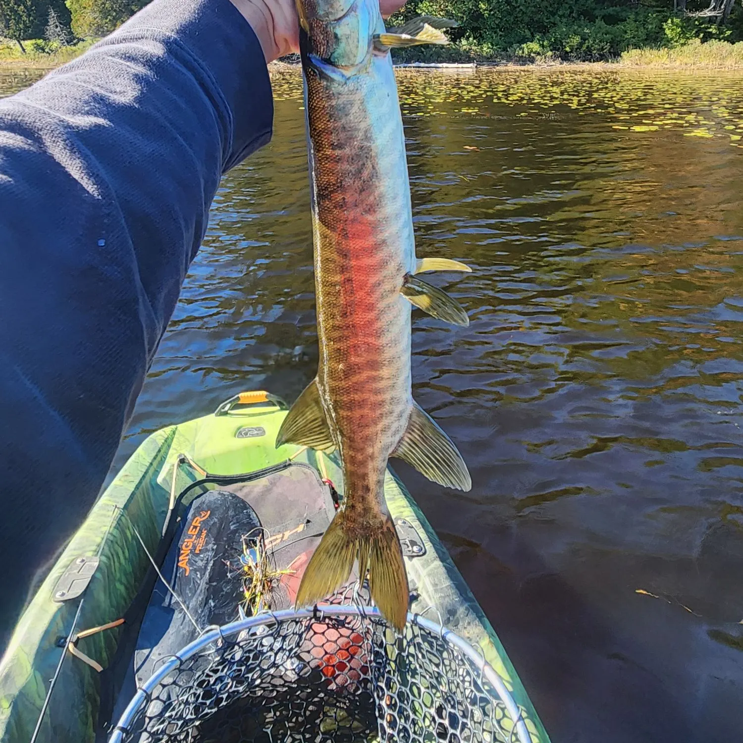 The most recent Muskie catches on Fishbrain
