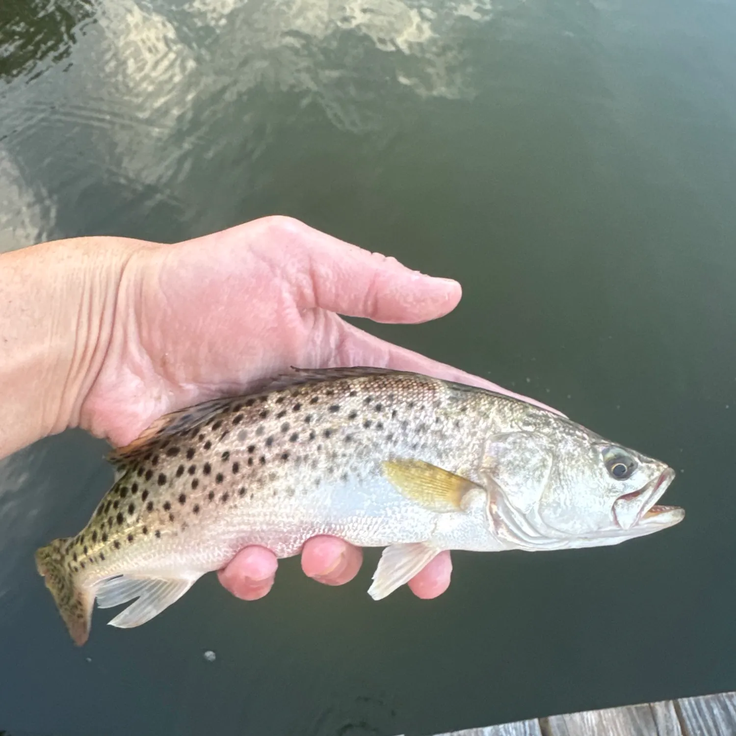 Spotted seatrout caught on Fishbrain