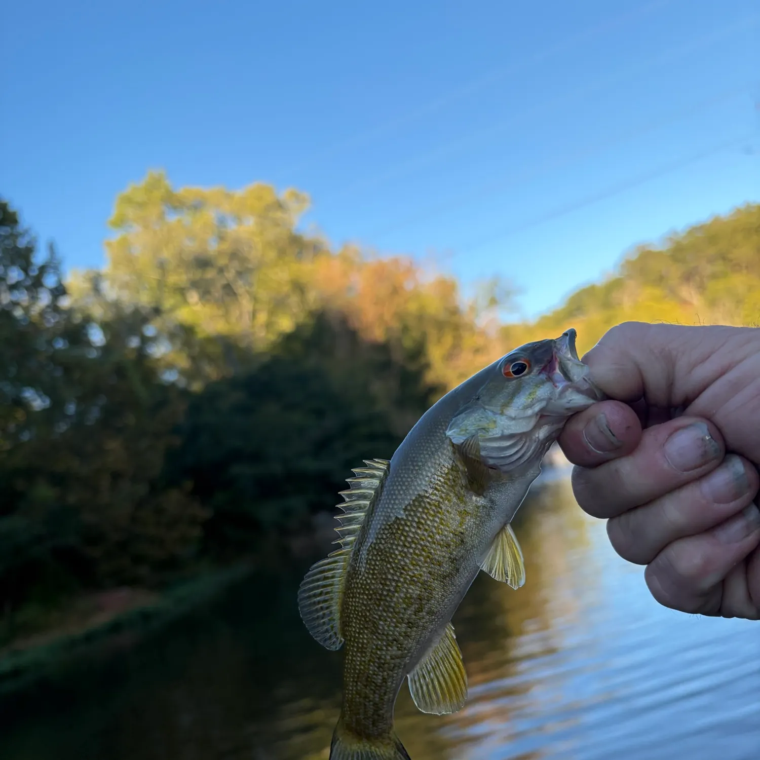 Smallmouth bass caught on Fishbrain
