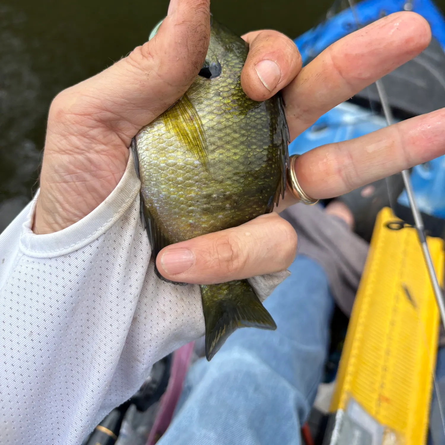Bluegill caught on Fishbrain