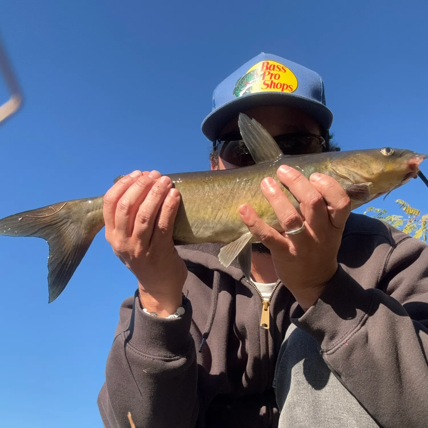 Channel catfish caught on Fishbrain