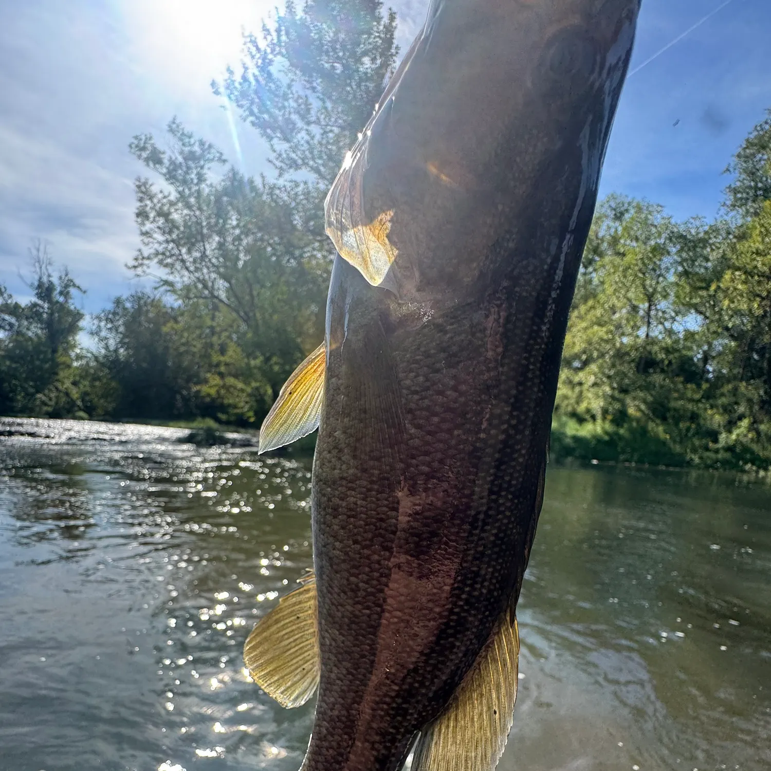 Smallmouth bass caught on Fishbrain