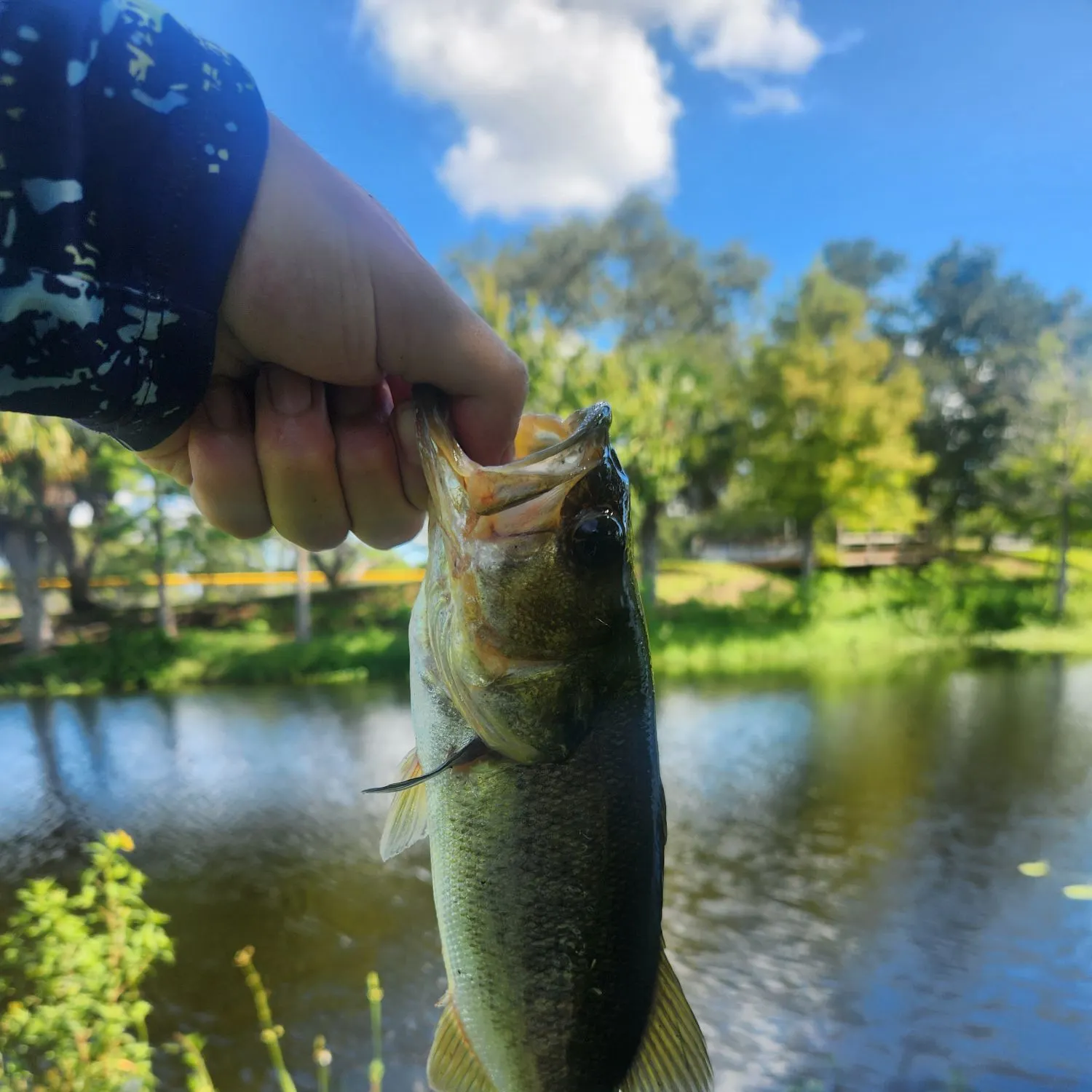 Largemouth bass caught on Fishbrain