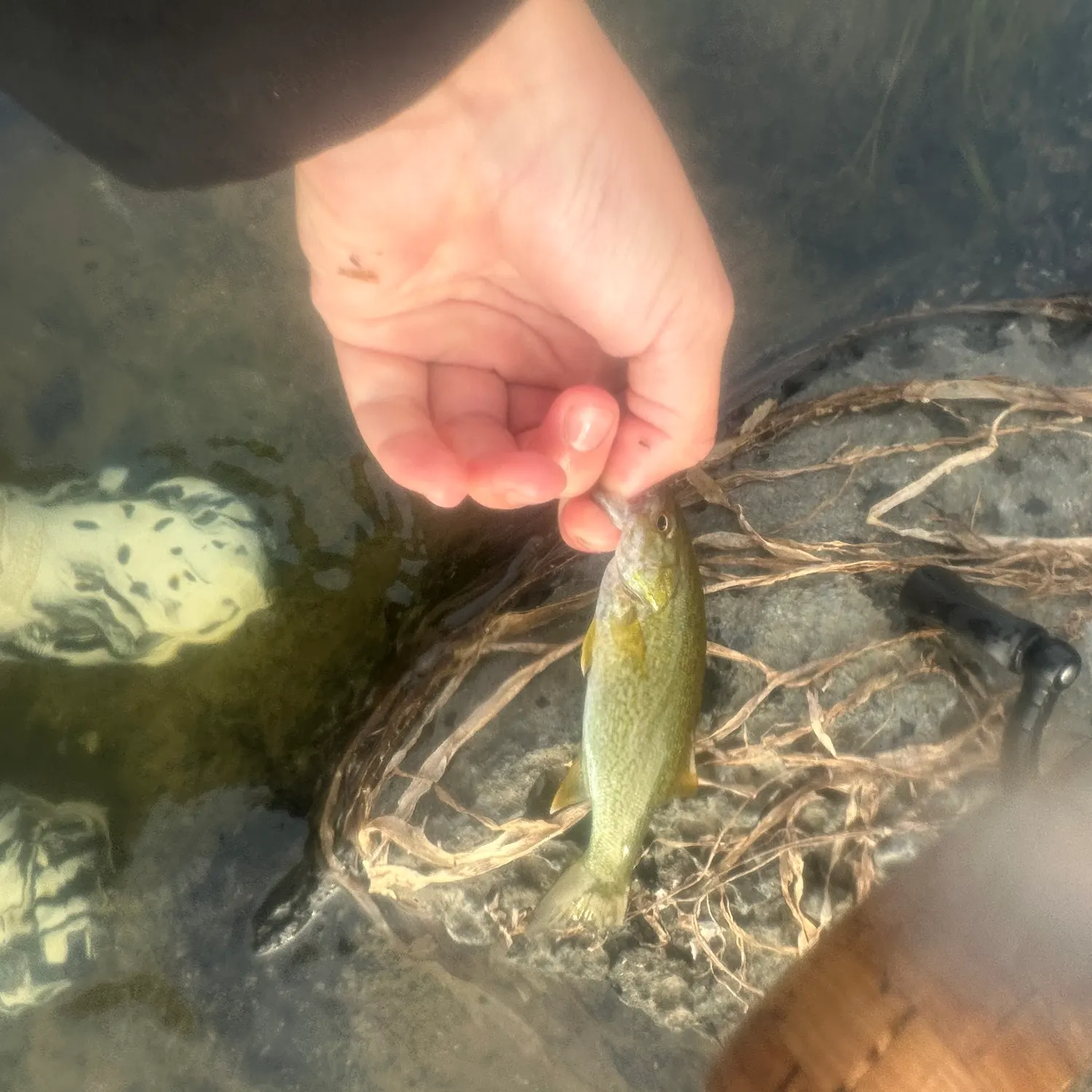 Smallmouth bass caught on Fishbrain